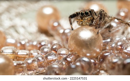 Cute Jumping Spider Eyes On Crystal Ball Land