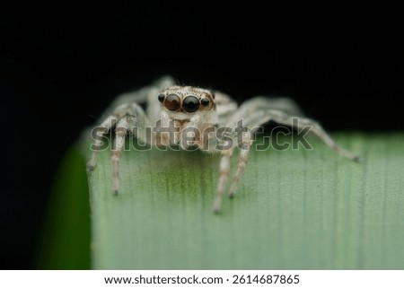 Cute jumping spider on the leaf from front view