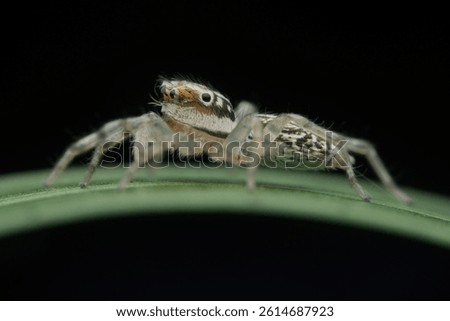 Cute jumping spider on the leaf from side view