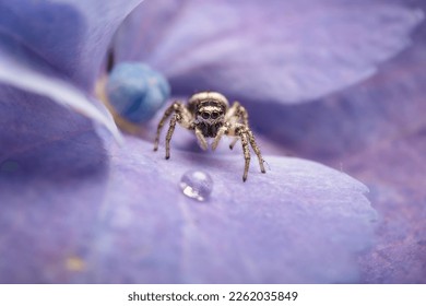 Cute jumping spider sitting on a purple flower petal and looking at a water drop