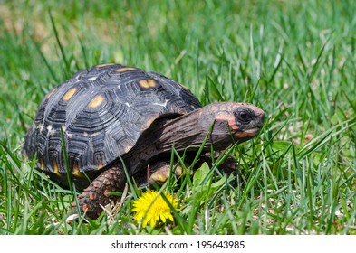 Cute Juvenile Cherry Head Tortoise Stock Photo (Edit Now) 195643985