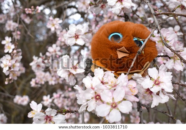 Cute Kawaii Almond Stock Photo Edit Now 1033811710