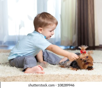 petit mignon nourrissant le chien de chien york : photo de stock