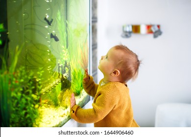 Cute Kid Toddler Sees Fish In The Large Aquarium At Home