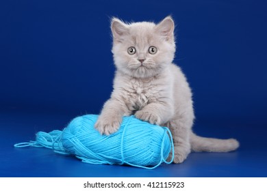 kitten ball of yarn