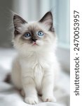 A cute kitten with blue eyes is sitting on a white blanket. The kitten has a fluffy white coat and is looking up at the camera. Concept of warmth and innocence, as the kitten appears to be curious