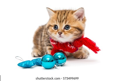 Cute kitten breeds British Marble in a red scarf, isolated on white.
