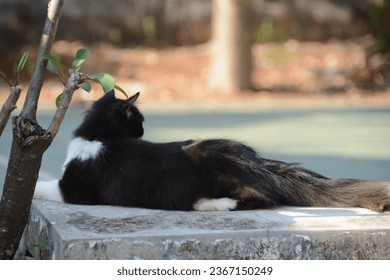 cute kitten cat playing at the garden - Shutterstock ID 2367150249