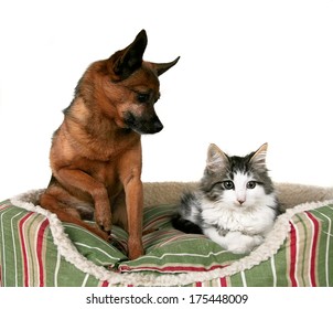 A Cute Kitten And A Chihuahua On A Striped Pet Bed