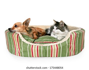 A Cute Kitten And A Chihuahua On A Striped Pet Bed