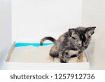 a cute kitten chitting in the sandbox with white background.
