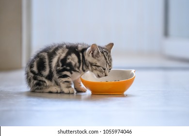 The Cute Kitten Is Eating.