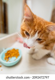 Cute Kitten Eating Food With Tongue Out