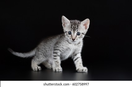 Cute Kitten Egyptian Mau On A Black Background Isolated