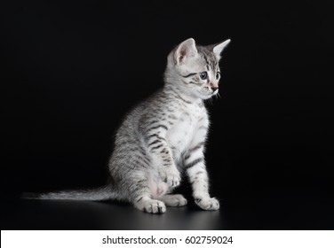 Cute Kitten Egyptian Mau On A Black Background Isolated