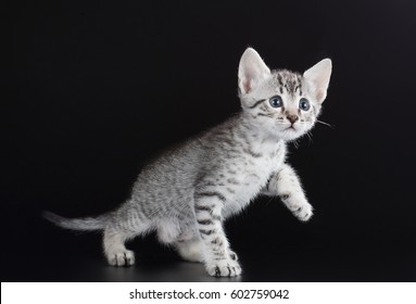 Cute Kitten Egyptian Mau On A Black Background Isolated