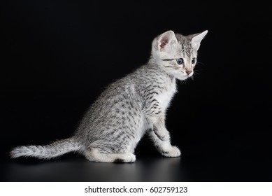 Cute Kitten Egyptian Mau On A Black Background Isolated