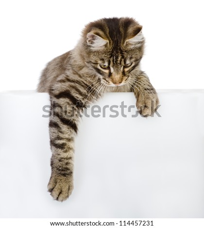 Cute kitten with empty board. isolated on white background