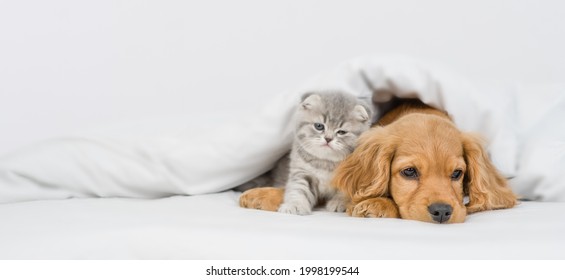 Cute kitten and English Cocker spaniel puppy lying together under warm blanket on a bed at home. Empty space for text - Shutterstock ID 1998199544