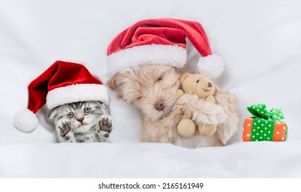 Cute Kitten And Goldust Yorkshire Terrier Puppy  Wearing Santa Hats Lying Together Under A White Blanket On A Bed At Home With Toy Bear And Gift Box. Top Down View