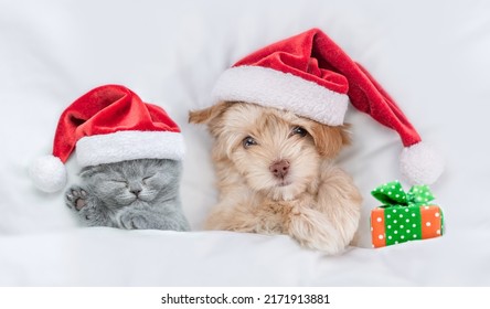 Cute Kitten And Goldust Yorkshire Terrier Puppy Wearing Santa Hats Lying Together Under A White Blanket On A Bed At Home With Gift Box. Top Down View