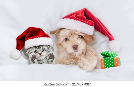 Cute Kitten And Goldust Yorkshire Terrier Puppy Wearing Santa Hats Lying Together Under A White Blanket On A Bed At Home With Gift Box. Top Down View