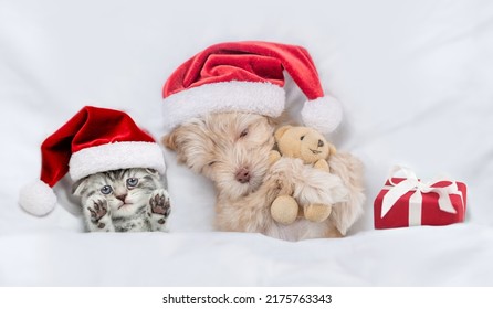 Cute Kitten And Goldust Yorkshire Terrier Puppy  Wearing Santa Hats Lying Together Under A White Blanket On A Bed At Home With Toy Bear And Gift Box. Top Down View