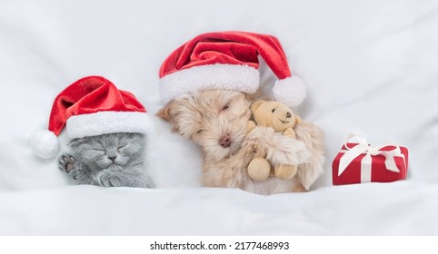 Cute Kitten And Goldust Yorkshire Terrier Puppy  Wearing Santa Hats Lying Together Under A White Blanket On A Bed At Home With Toy Bear And Gift Box. Top Down View