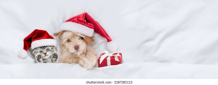 Cute Kitten And Goldust Yorkshire Terrier Puppy Wearing Santa Hats Lying Together Under A White Blanket On A Bed At Home With Gift Box. Top Down View.Empty Space For Text