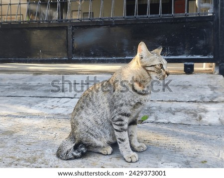 A cute kitten with gray fur is sitting relaxed