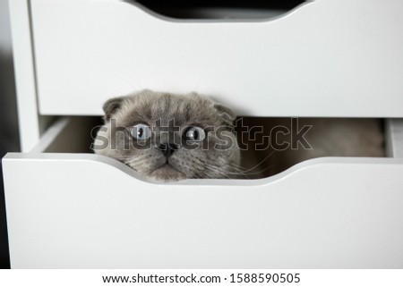 cute kitten is hiding in a white drawer. white Ragdoll kitten playing at home, inside room. Scottish fold