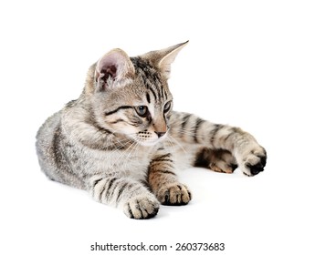 Mom Cat Kitten Isolated On White Stock Photo 1166330428 | Shutterstock