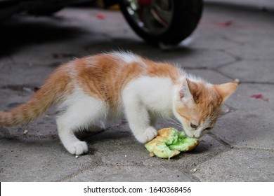 Kucing Kampung Images, Stock Photos u0026 Vectors  Shutterstock