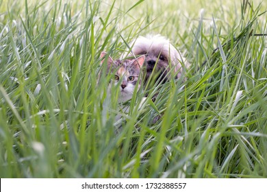 Cute kitten and lhasa apso hiding in the tall grass