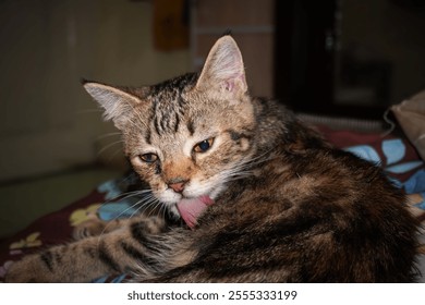 Cute kitten licking its fur. Beautiful pet. - Powered by Shutterstock