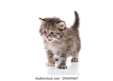 Cute kitten licking lips up on white background isolated