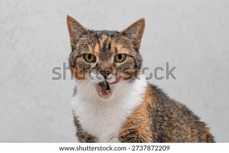 A cute kitten licks its cheeks appetizingly, a funny cat poses in front of the camera