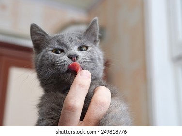 Cute kitten licks human fingers