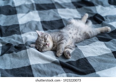 Cute kitten lies on back and sleeping. Tabby Scottish kitty gray funny lying and sleeping on bed. Love for animals concept. Comfortable pet sleeping in cozy home. Scottish straigth kid cat.