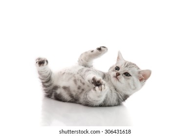 Kitten Lying On Back Images Stock Photos Vectors Shutterstock