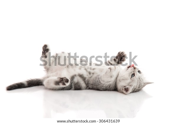 Cute Kitten Lies On His Back Stock Photo Edit Now 306431639