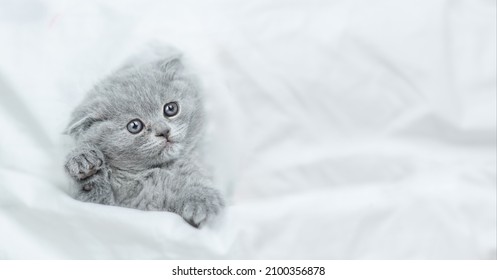 Cute Kitten Lies Under Blanket With Gift Box. Top Down View. Empty Space For Text.