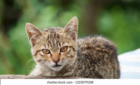 cute kitten looking at camera