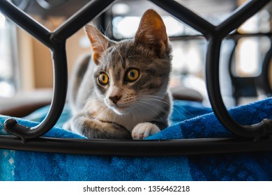 Cute kitten looking at camera
