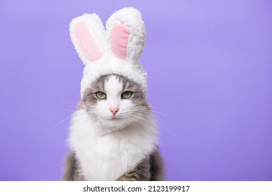 Cute kitten looking at the camera in a bunny costume. The cat is sitting on a light purple background wearing a cute hat with bunny ears. Happy Easter Concept