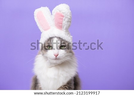 Cute kitten looking at the camera in a bunny costume. The cat is sitting on a light purple background wearing a cute hat with bunny ears. Happy Easter Concept