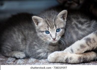 Bebe Chat Hd Stock Images Shutterstock