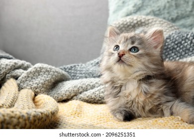 Cute kitten on knitted blanket. Baby animal - Shutterstock ID 2096251351