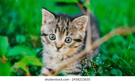  cute kitten outside.Tabby kitten gawks at the summer garden in the sun.Pet walking  - Powered by Shutterstock