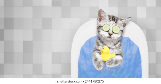 Cute kitten with pieces of cucumber on it eyes and with cream on it face takes the bath with rubber duck. Top down view. Empty space for text - Powered by Shutterstock